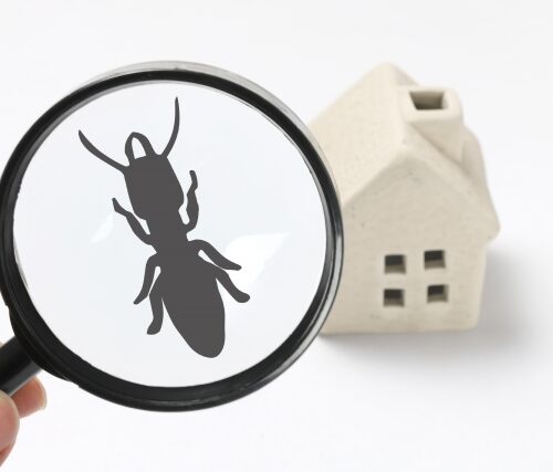 シロアリ　中古住宅　リフォーム